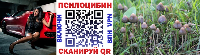 Псилоцибиновые грибы мицелий  Купить закладки  Краснознаменск 